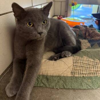 Ripley -  Domestic Short Hair Cat for Adoption in Waynesburg, Pennsylvania - Ripley | PetCurious