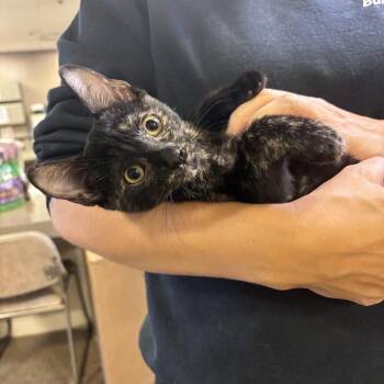 Toadette CS-297/26 -  Domestic Short Hair Cat for Adoption in Burlington, Ontario - Toadette CS-297/26 | PetCurious