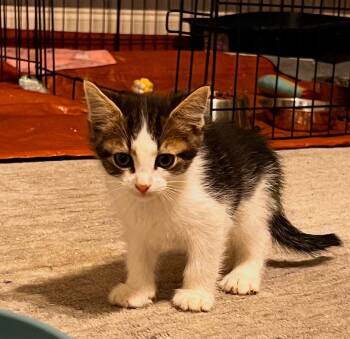 Domestic Short Hair Cats Available for Adoption in Buford, Georgia - Remy | PetCurious