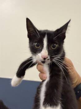 Domestic Short Hair Cats Available for Adoption in Doral, Florida - AUTUMN | PetCurious