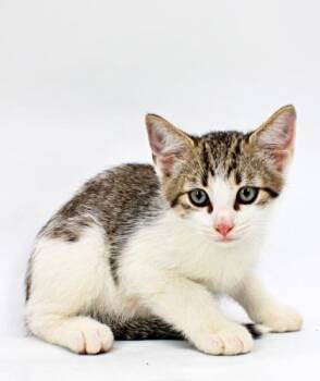 Nugget -  Domestic Short Hair Cat for Adoption in Morton Grove, Illinois - Nugget | PetCurious