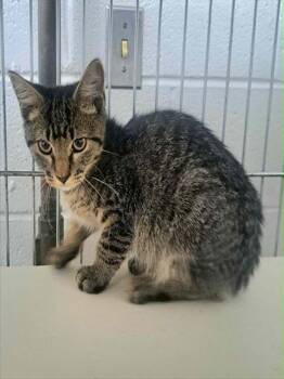 WEREWOLF -  Domestic Short Hair Cat for Adoption in Easton, Maryland - WEREWOLF | PetCurious