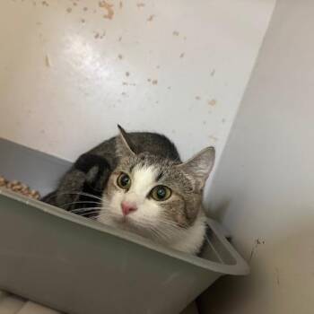 Suzie -  Domestic Short Hair Cat for Adoption in Enterprise, Alabama - Suzie | PetCurious