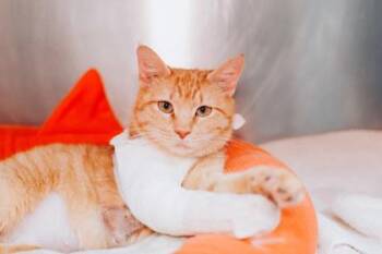 05698B Lolly -  Domestic Short Hair Cat for Adoption in North Charleston, South Carolina - 05698B Lolly | PetCurious