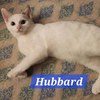 Hubbard -  Domestic Short Hair Cat for Adoption in La Grange, Kentucky - Hubbard | PetCurious