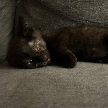 Plankton -  Domestic Short Hair Cat for Adoption in North Port, Florida - Plankton | PetCurious
