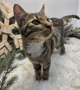 Rescue Tabby Cats for Adoption in Franklin, Tennessee - KITTEN PEETA | PetCurious