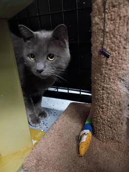 Cubby -  Russian Blue Cat for Adoption in Holland, Michigan - Cubby | PetCurious