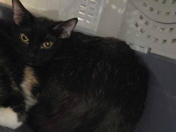 Sailor Neptune -  Domestic Short Hair Cat for Adoption in Kansas City, Missouri - Sailor Neptune | PetCurious