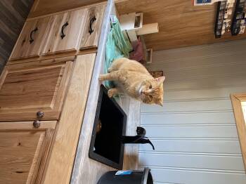 Rescue Domestic Short Hair Cats for Adoption in New Blaine, Arkansas - Pumpkin Head | PetCurious