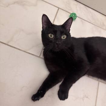 Gizmo -  Domestic Medium Hair Cat for Adoption in Gibsonia, Pennsylvania - Gizmo | PetCurious