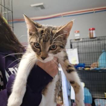 2026-78B Madison -  Domestic Short Hair Cat for Adoption in Windsor, Connecticut - 2026-78B Madison | PetCurious