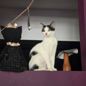 Domestic Short Hair Cats Available for Adoption in Port Richey, Florida - Mathea | PetCurious