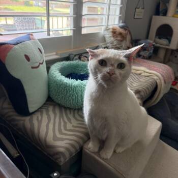 Diane Lane -  Domestic Medium Hair Cat Available for Adoption in Prosper, Texas - Diane Lane | PetCurious