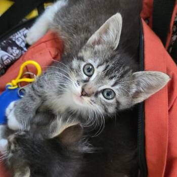 Domestic Medium Hair Cats Available for Adoption in Calimesa, California - Reyna | PetCurious