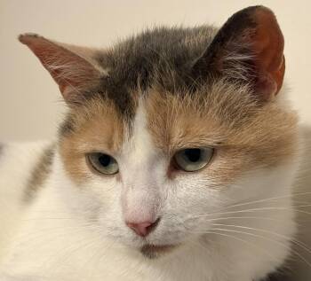 Marigold -  Domestic Short Hair Cat for Adoption in Cincinnati, Ohio - Marigold | PetCurious