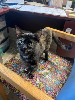 Mosaic -  Domestic Short Hair Cat for Adoption in Salem, West Virginia - Mosaic | PetCurious