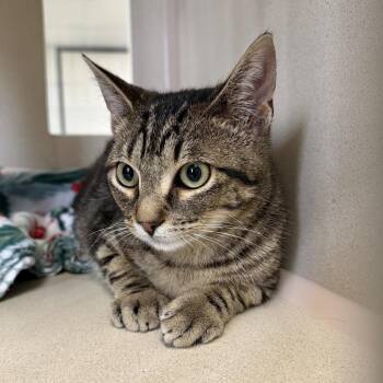 Domestic Short Hair Cats Available for Adoption in Houston, Texas - Huckleberry | PetCurious