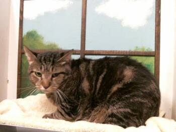TOKYO -  Domestic Short Hair Cat for Adoption in Houston, Texas - TOKYO | PetCurious