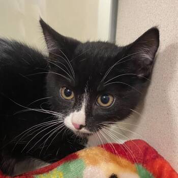 Oopsie (26-3V-1) -  Domestic Short Hair Cat for Adoption in Rifle, Colorado - Oopsie (26-3V-1) | PetCurious