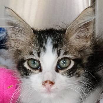 Mystique -  Domestic Medium Hair Cat for Adoption in Palestine, Texas - Mystique | PetCurious