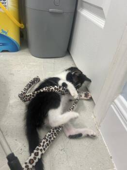 Hello Panda -  Domestic Short Hair Cat for Adoption in Austin, Texas - Hello Panda | PetCurious