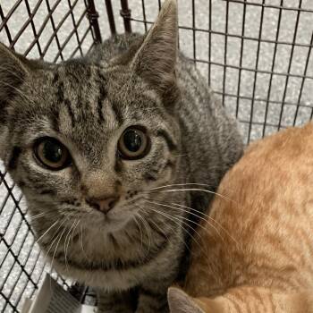 Rescue Domestic Short Hair Cats for Adoption in Los Angeles, California - Meadowbrook | PetCurious