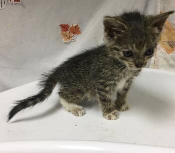 Rescue Domestic Short Hair Cats for Adoption in Riverside, California - BENNY | PetCurious