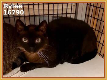Domestic Short Hair Cats Available for Adoption - RYLEE (see Also MARTY) | PetCurious