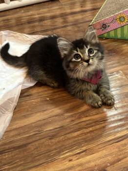 Tabby and Abyssinian Cats Available for Adoption in Pinole, California - Brooke | PetCurious
