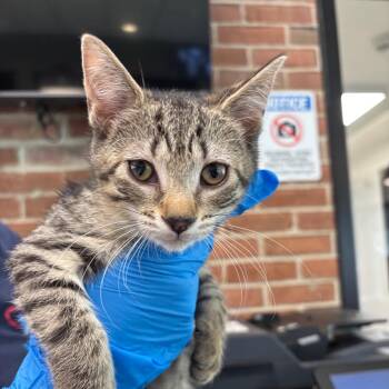 Bay Bay -  Domestic Short Hair Cat for Adoption in Allentown, Pennsylvania - Bay Bay | PetCurious