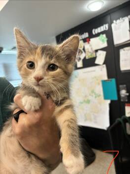 Cider -  Domestic Short Hair Cat for Adoption in Caro, Michigan - Cider | PetCurious