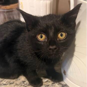 Wednesday -  Domestic Short Hair Cat for Adoption in Layton, Utah - Wednesday | PetCurious