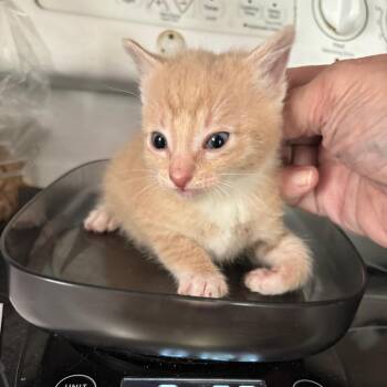 Captain Bacardi GHA1_6 -  Domestic Short Hair Cat for Adoption in Columbia, Missouri - Captain Bacardi GHA1_6 | PetCurious