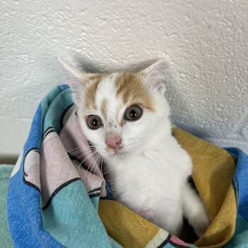 SVAS-Stray-38850 -  Domestic Short Hair Cat for Adoption in Lyndhurst, Virginia - SVAS-Stray-38850 | PetCurious