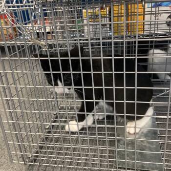 Song Tuxie 2 -  Domestic Short Hair Cat for Adoption in Montgomery, Alabama - Song Tuxie 2 | PetCurious