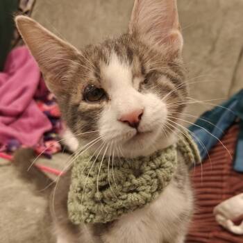 Rescue Domestic Short Hair Cats for Adoption in Chicago, Illinois - Bubba Gump Shrimp | PetCurious