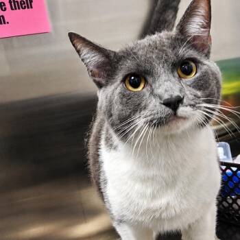 Oliver -  Domestic Short Hair Cat for Adoption in Clearwater, Florida - Oliver | PetCurious