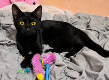 Nova -  Bombay and Domestic Short Hair Cat for Adoption - Nova | PetCurious