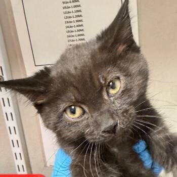 Loaf -  Domestic Short Hair Cat for Adoption in Yuma, Arizona - Loaf | PetCurious