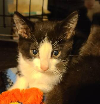 Domestic Short Hair Cats Available for Adoption - Parker | PetCurious