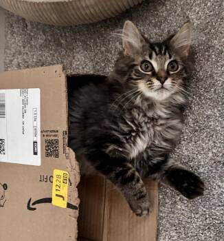 Daphne -  Domestic Long Hair and Tabby Cat for Adoption in Dublin, Ohio - Daphne | PetCurious