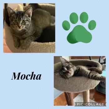 Rescue Domestic Short Hair Cats for Adoption in Williamsville, New York - Mocha | PetCurious