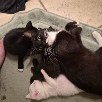 Marie -  Domestic Short Hair Cat for Adoption in Spokane, Washington - Marie | PetCurious