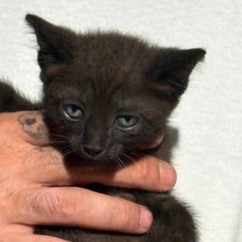 Ohm -  Domestic Short Hair Cat for Adoption in West Palm Beach, Florida - Ohm | PetCurious