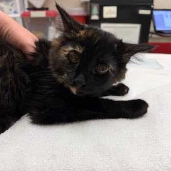 Cora -  Domestic Short Hair Cat for Adoption in Murray, Utah - Cora | PetCurious
