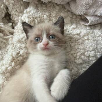 Soprano -  Domestic Short Hair Cat for Adoption in Auburn, Alabama - Soprano | PetCurious