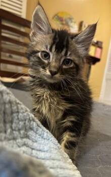 STONE -  Domestic Short Hair Cat for Adoption in Louisville, Kentucky - STONE | PetCurious