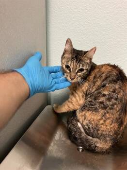 Domestic Short Hair Cats Available for Adoption - XINA | PetCurious