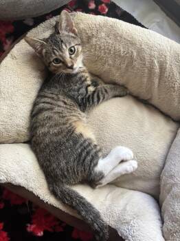 Tortilla -  Domestic Short Hair Cat for Adoption in Bossier City, Louisiana - Tortilla | PetCurious